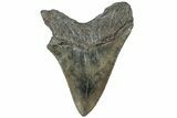 Serrated, Fossil Megalodon Tooth - South Carolina #310059-1